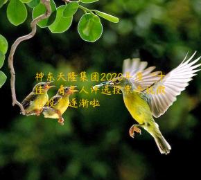神东天隆集团2020年度“十佳”青年人评选投票手机微信投票逐渐啦
