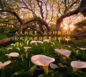 大大的投票，五分钟教你轻松玩手机微信投票活动内容增粉