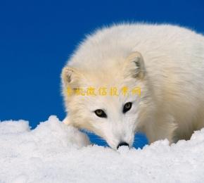 手机微信投票网