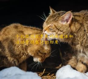 手机微信投票是网络媒体和活动营销盛行的物质