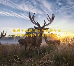 根据手机微信投票服务平台怎样做品牌推广并得到盈利